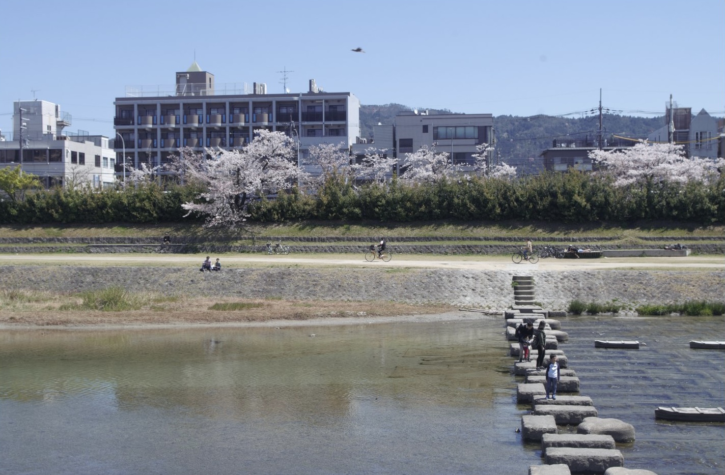 Kamo-river